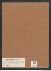 Navicula apiculata Breb. (de-Toni-Nr.: Genus 1, Species 120) Zeichnungen Sammlung Grunow Mappe 00105 (Herbarium_W_Grunow_drawings_Folder_00105)